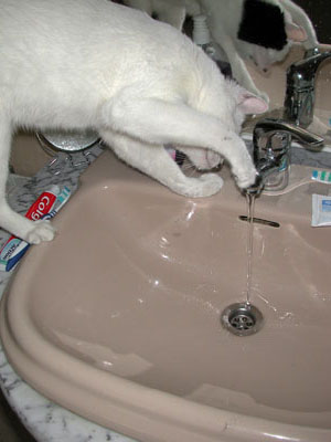 gato tantea agua del grifo