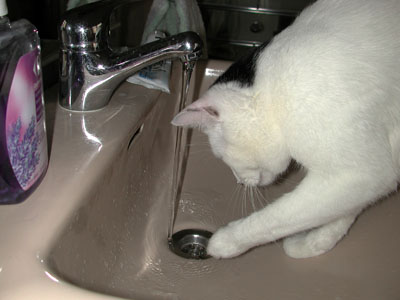gato investiga agua del grifo