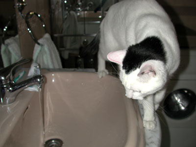 gato investigando agua del grifo