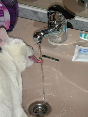 gato bebiendo agua del grifo