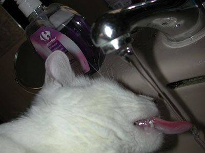 gato bebiendo agua del grifo
