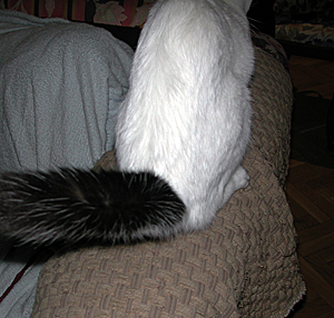 El rabo del gato con botas se puede usar de plumero