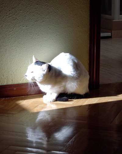 El gato con botas - Los lunes al Sol