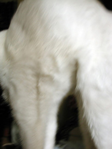 Copito, el gato con botas más elástico del mundo