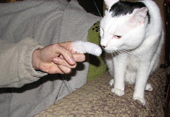 Copito olisquea el dedo lesionado del Gran Gato